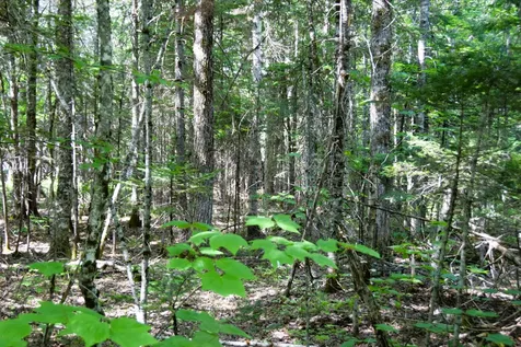 MS03L17.3 Carry Pond Road Carrying Place Twp ME 04961
