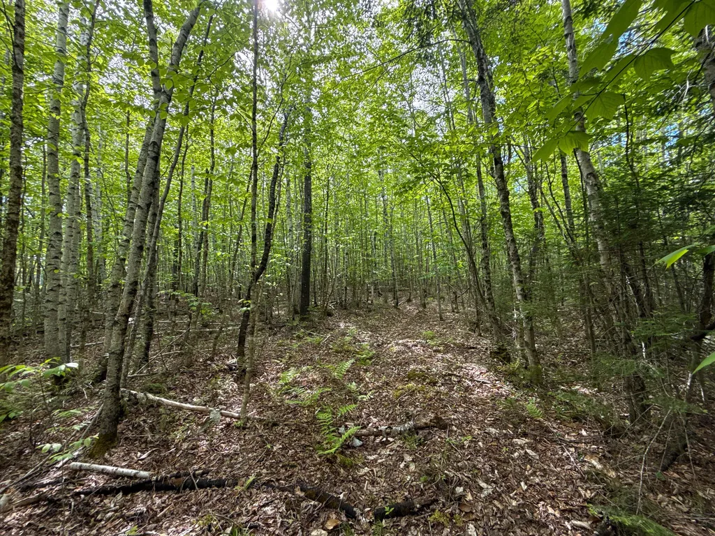 11 Bartlett Road Springfield ME 04487