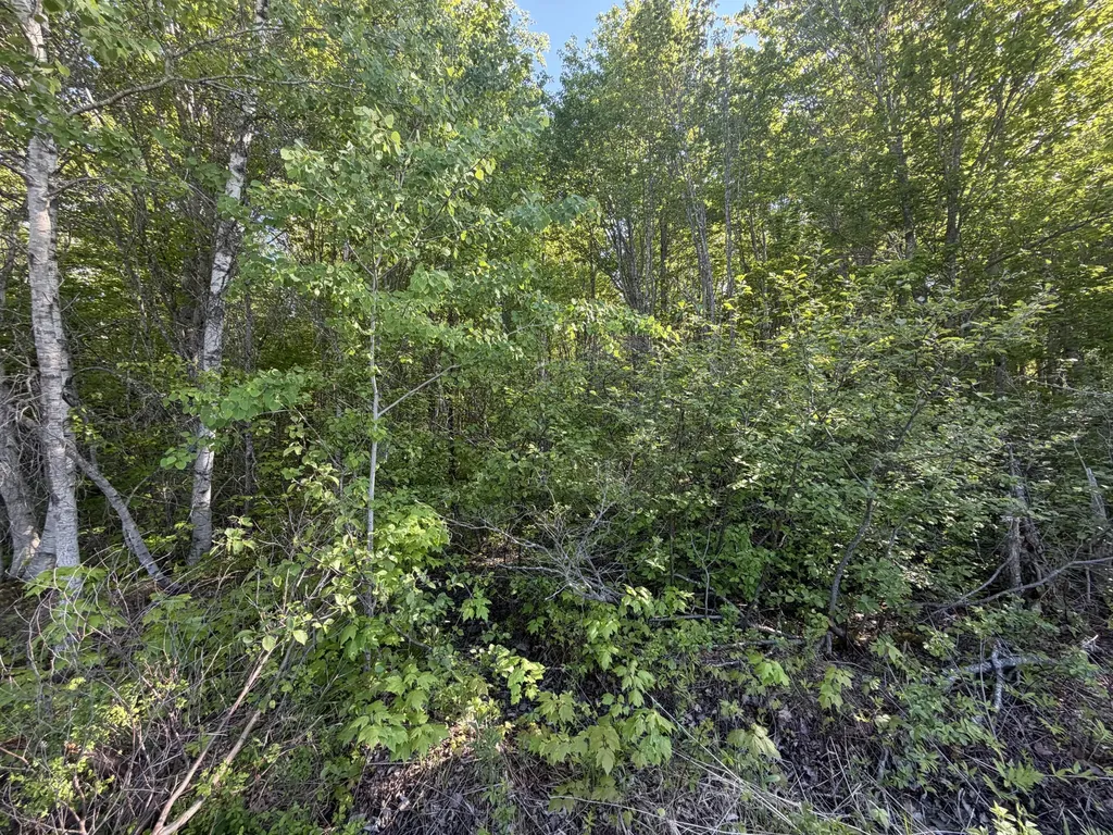 Lot A,c,&d Vanceboro Road Vanceboro ME 04619