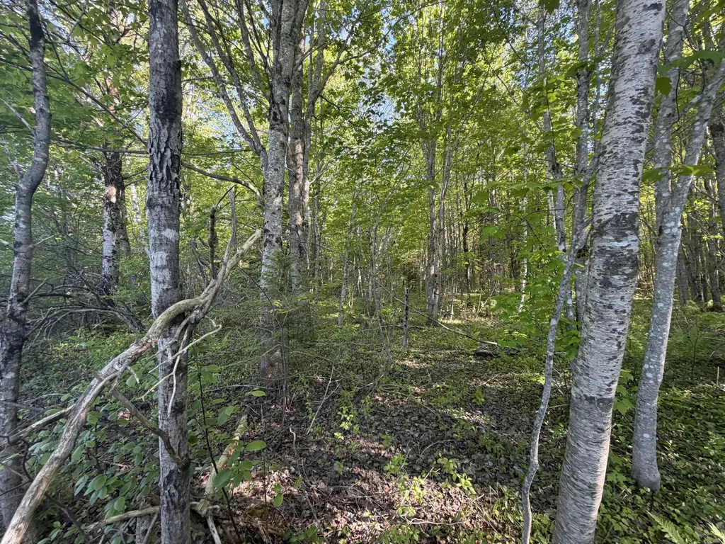 Lot A,c,&d Vanceboro Road Vanceboro ME 04619