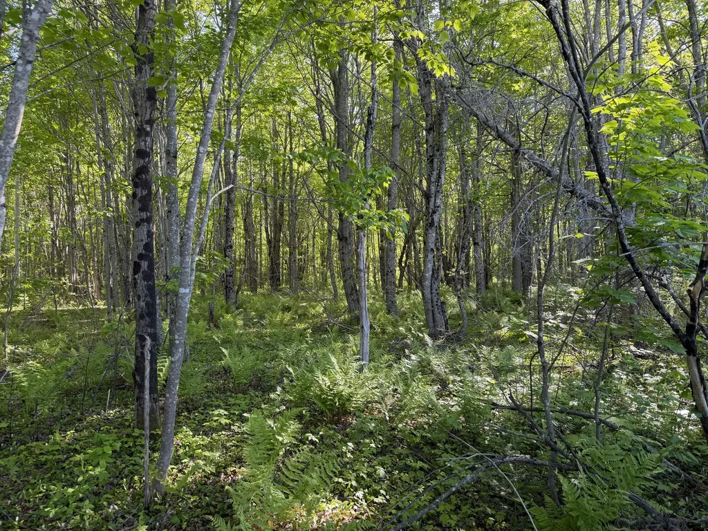 Lot A,c,&d Vanceboro Road Vanceboro ME 04619