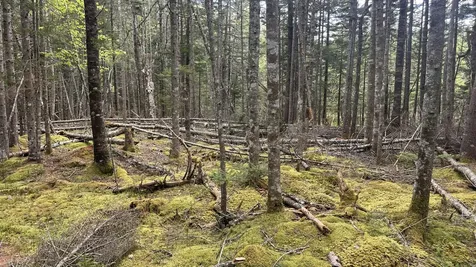 M2 L43 Old Wagon Trail Road Roque Bluffs ME 04654