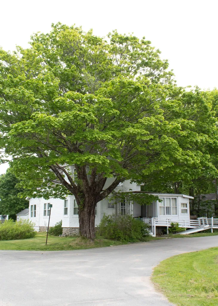 25 Pleasant Street Vinalhaven ME 04863