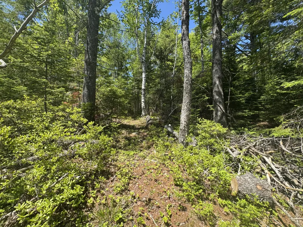 Lot# Bucksmills Road Bucksport ME 04416