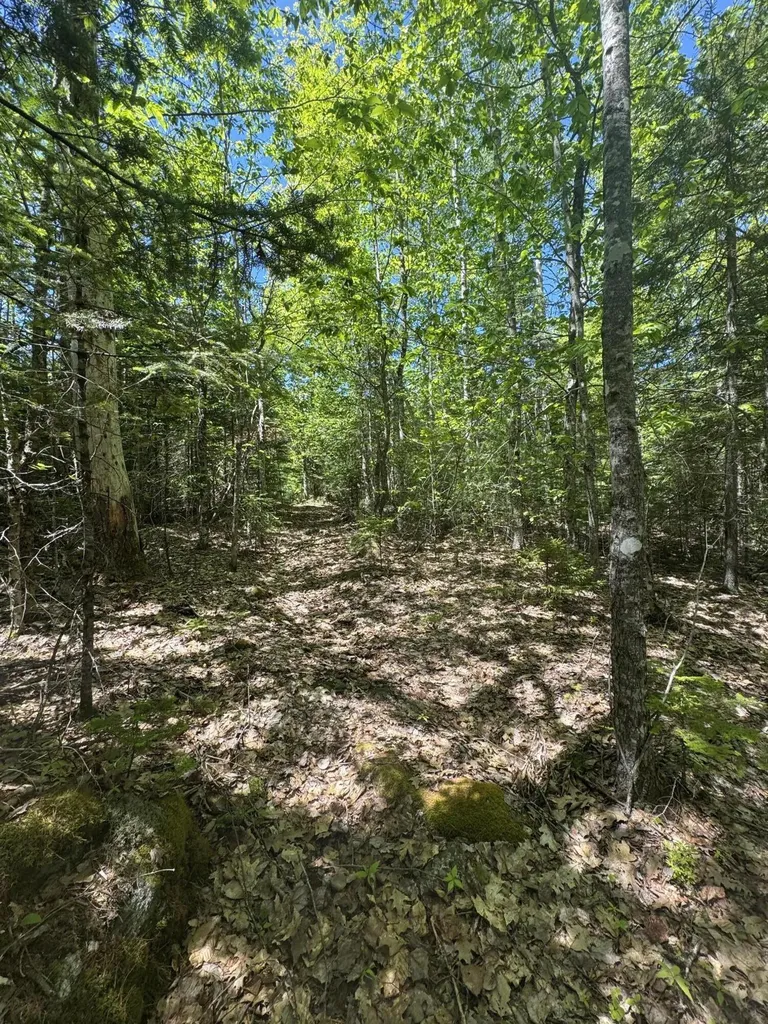 Lot# Bucksmills Road Bucksport ME 04416