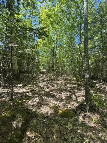 Lot# Bucksmills Road Bucksport ME 04416