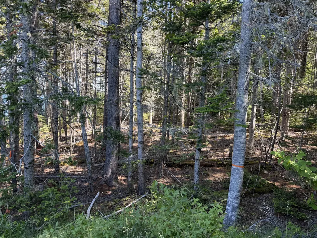 56 Kingsley Farm Road Gouldsboro ME 04607