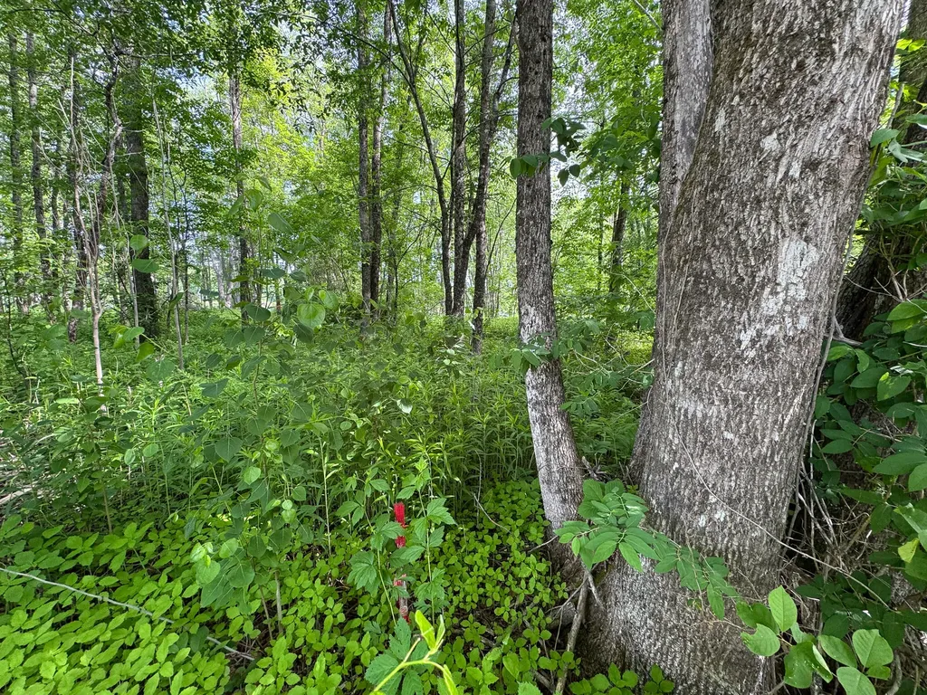 Tbd Mohawk Road Lincoln ME 04457