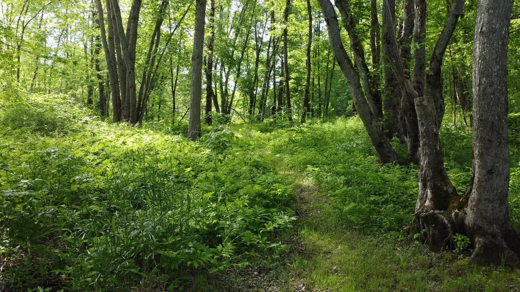 Tbd Mohawk Road Lincoln ME 04457