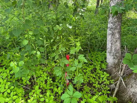 Tbd Mohawk Road Lincoln ME 04457