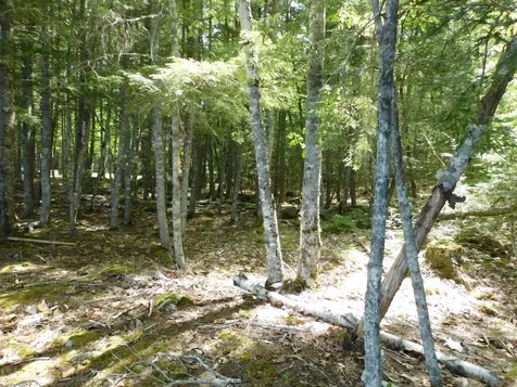 Lot 2 Big Lake Shores Road Greenlaw Chopping Twp ME 04668