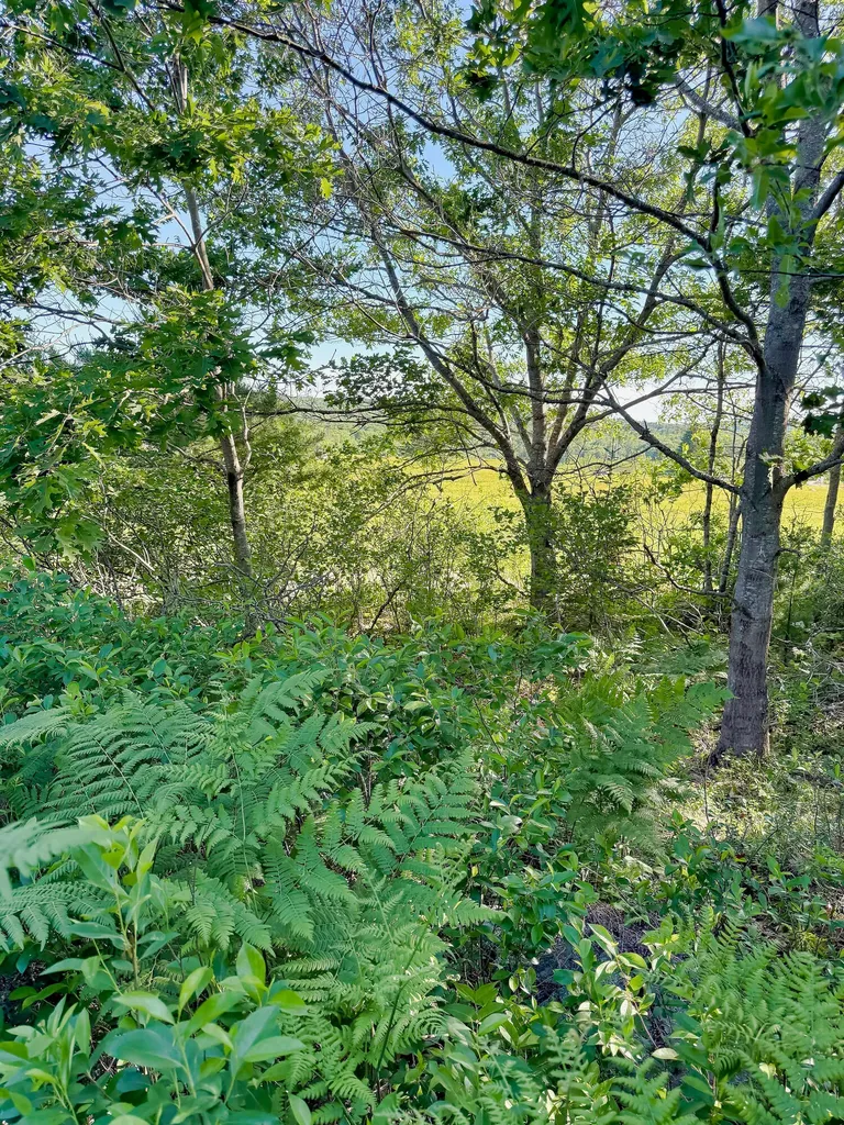 519 Snow's Cove Road Sedgwick ME 04676