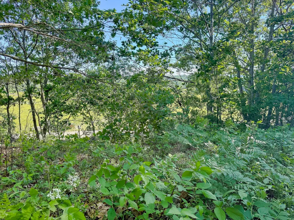 519 Snow's Cove Road Sedgwick ME 04676