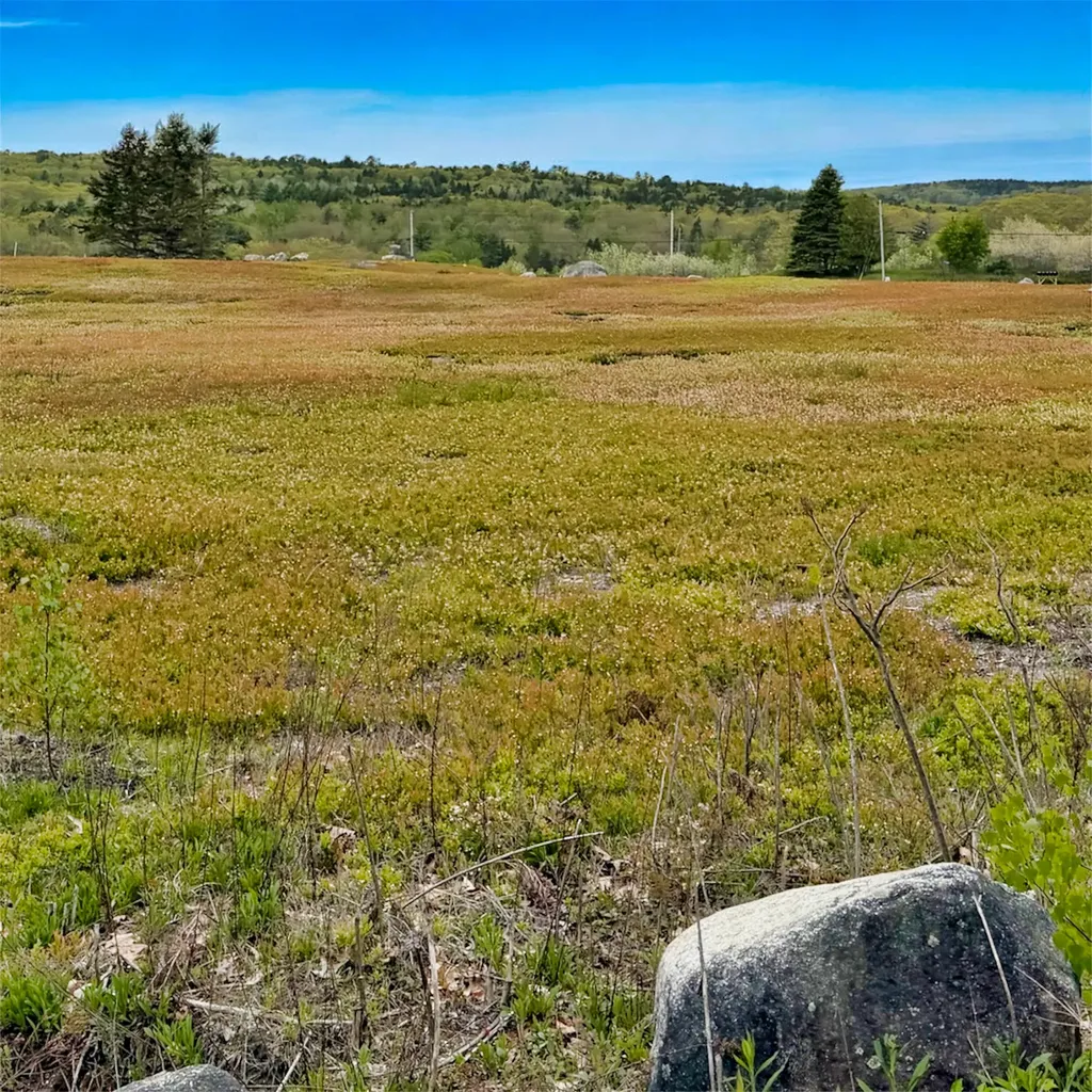 519 Snow's Cove Road Sedgwick ME 04676