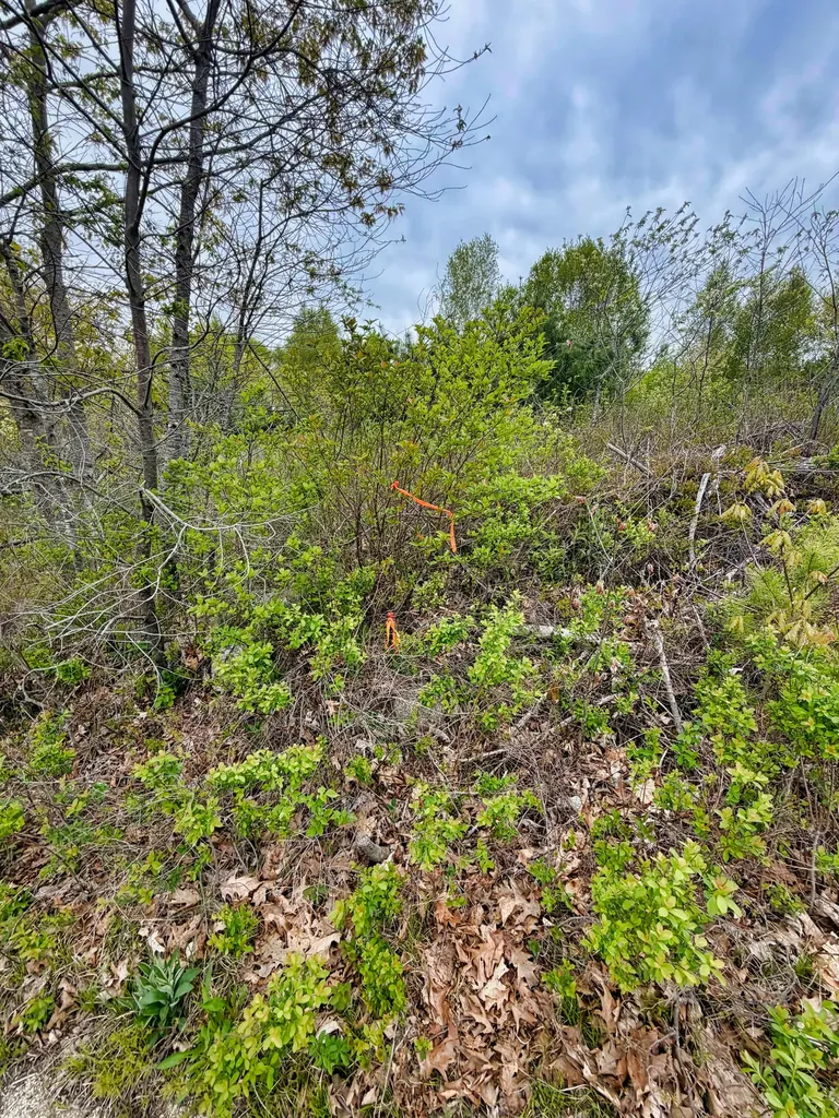 519 Snow's Cove Road Sedgwick ME 04676