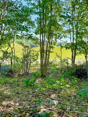 519 Snow's Cove Road Sedgwick ME 04676