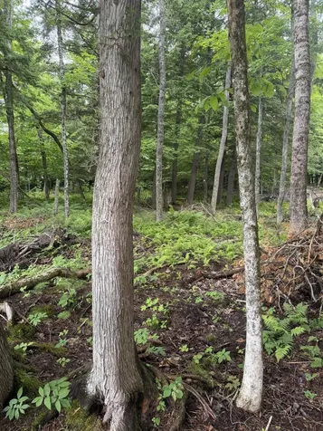 M1L112 Cove/bear Brook Road Sebec ME 04481