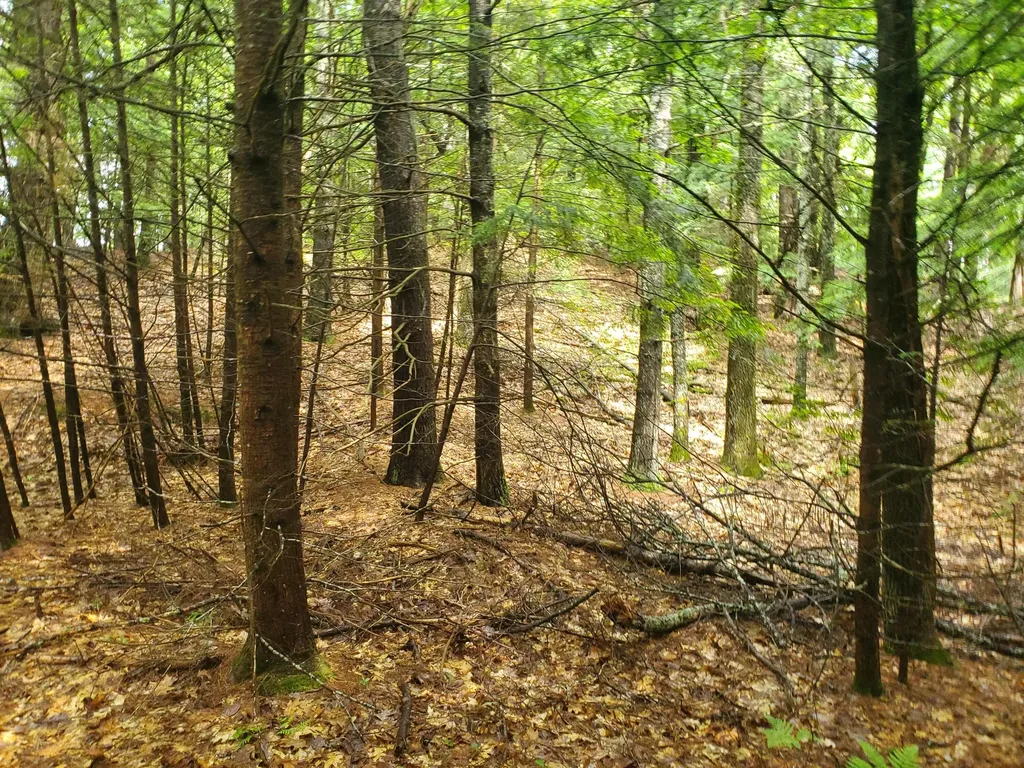 Lot #36 Beaver Brook Road Limerick ME 04048