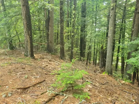 Lot #36 Beaver Brook Road Limerick ME 04048