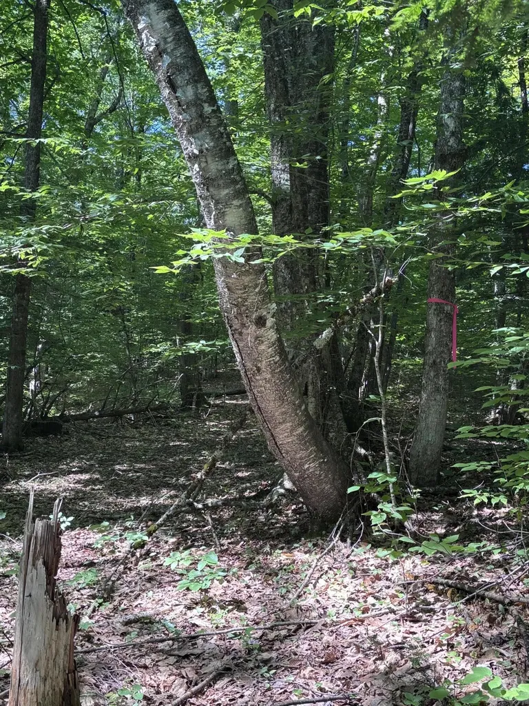 Lot #22 Streaked Mountain Road Buckfield ME 04220