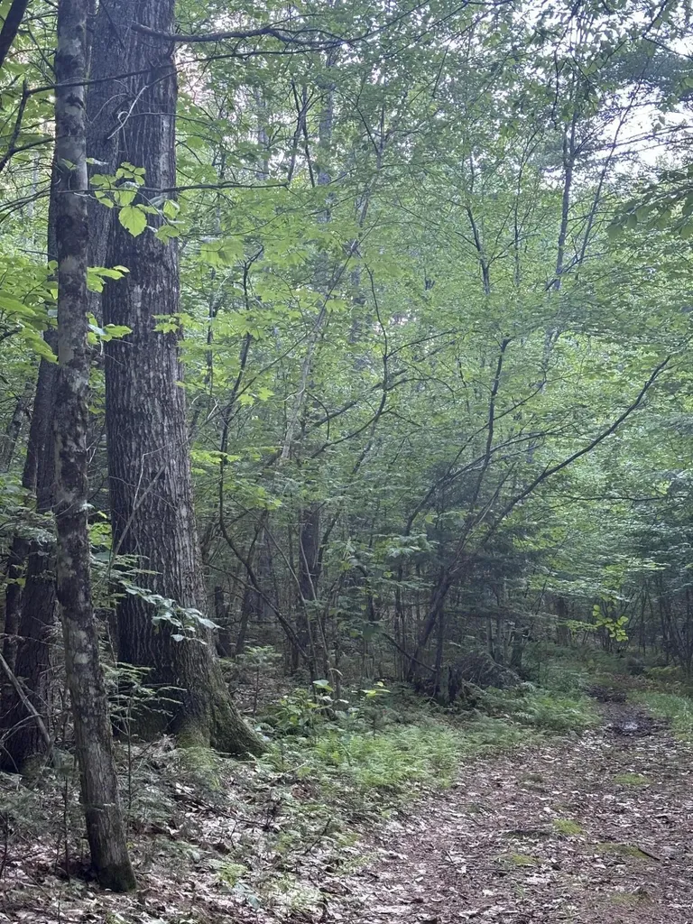 Lot #22 Streaked Mountain Road Buckfield ME 04220