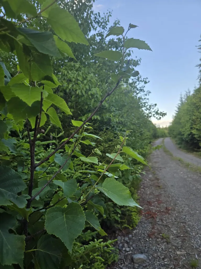 27B6/17/24 Dixie Road Lubec ME 04652