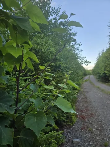 27B6/17/24 Dixie Road Lubec ME 04652