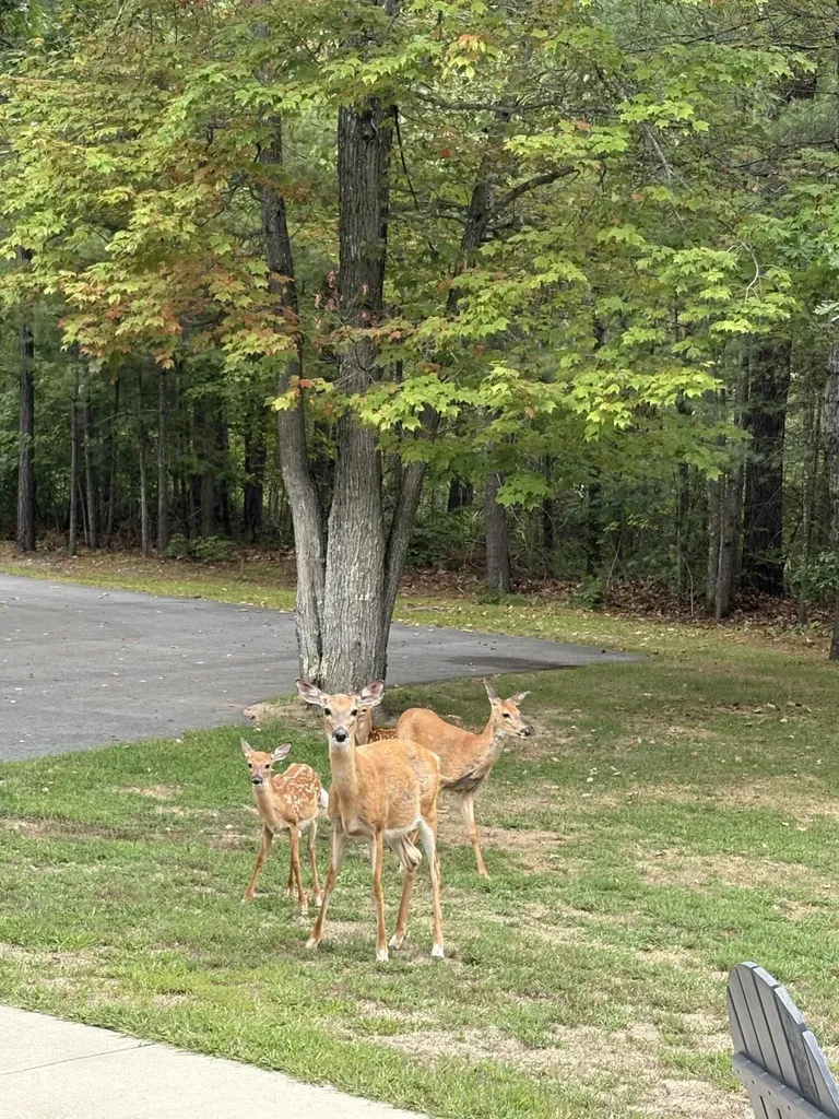 355 Abbott Mountain Road Shapleigh ME 04076