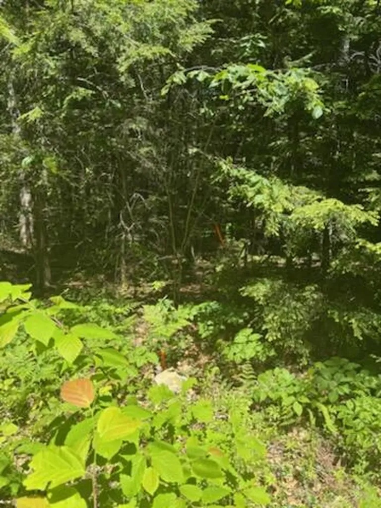 Lot 2c Brown Road Liberty ME 04949