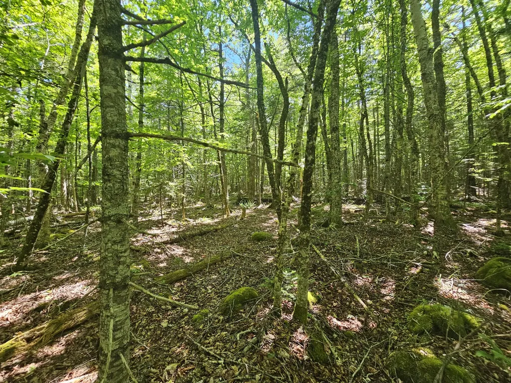 Lot 4 Martins Ridge Road Franklin ME 04634