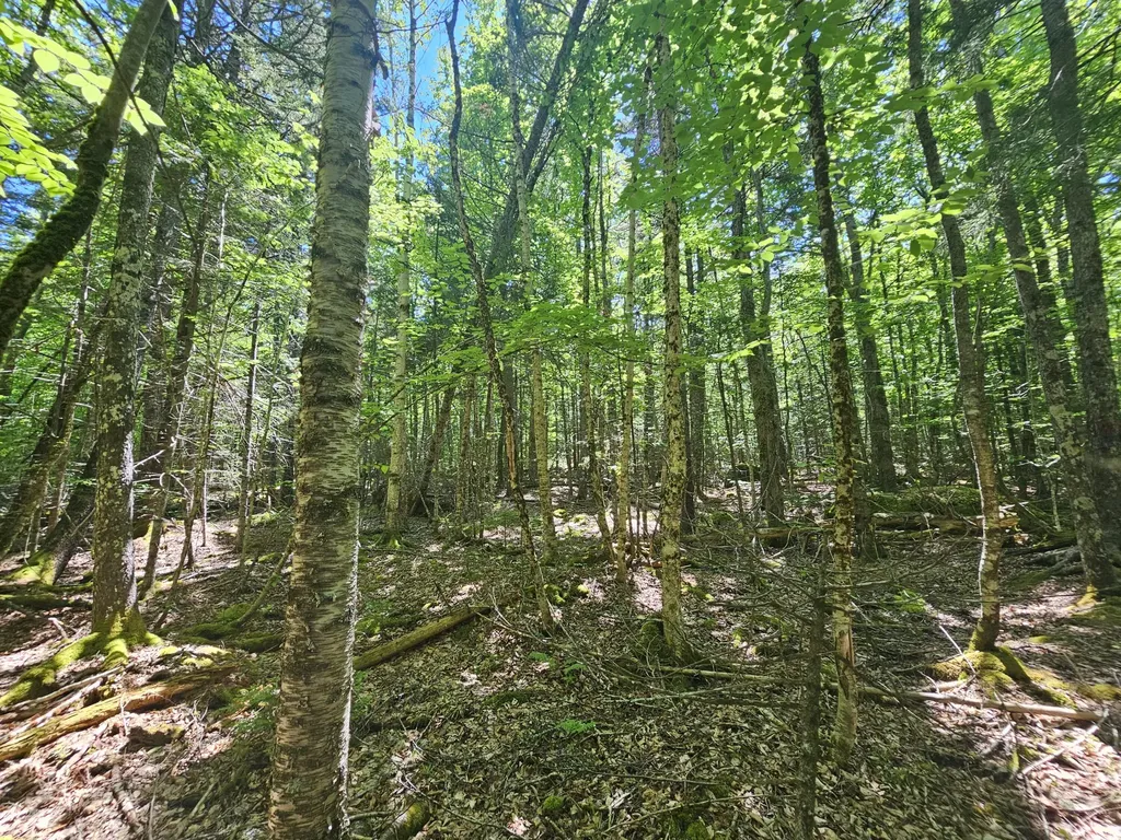 Lot 4 Martins Ridge Road Franklin ME 04634
