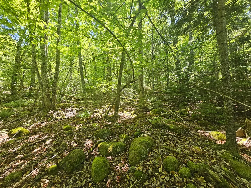 Lot 4 Martins Ridge Road Franklin ME 04634