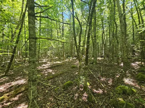 Lot 4 Martins Ridge Road Franklin ME 04634