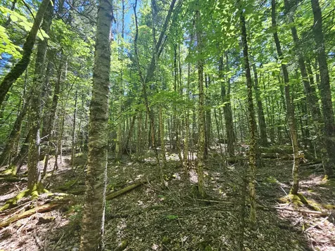 Lot 4 Martins Ridge Road Franklin ME 04634