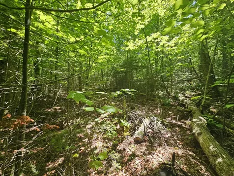 Lot 4 Martins Ridge Road Franklin ME 04634
