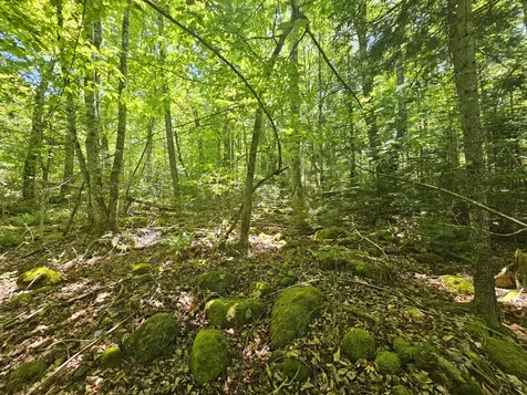 Lot 4 Martins Ridge Road Franklin ME 04634