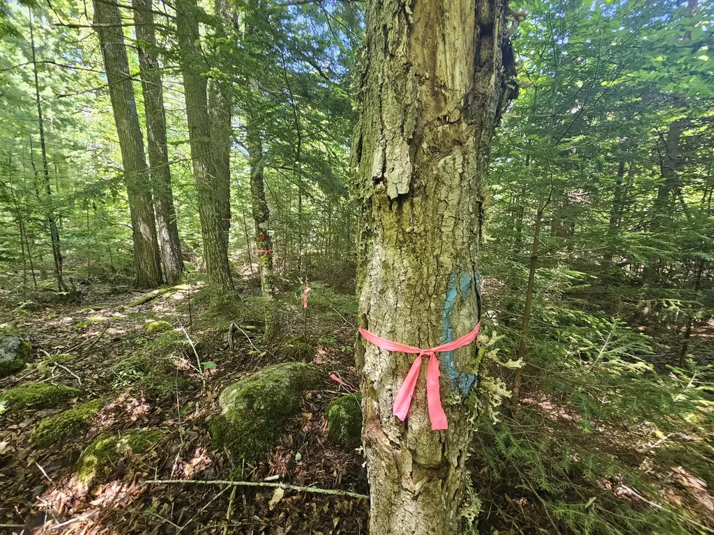 Lot 3 Martins Ridge Road Franklin ME 04634