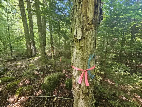Lot 3 Martins Ridge Road Franklin ME 04634