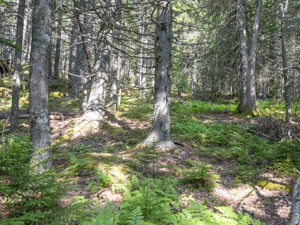 10 Island Retreat Road Swans Island ME 04685