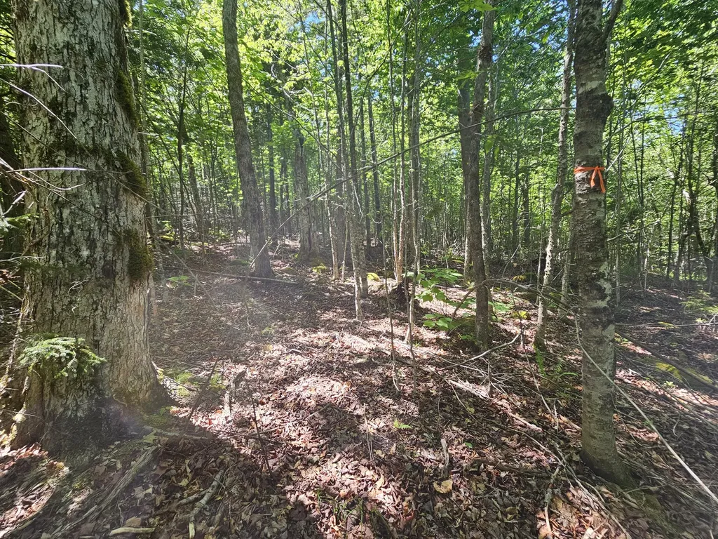 Lot 2 Martins Ridge Road Franklin ME 04634