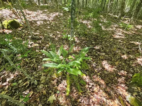 Lot 2 Martins Ridge Road Franklin ME 04634