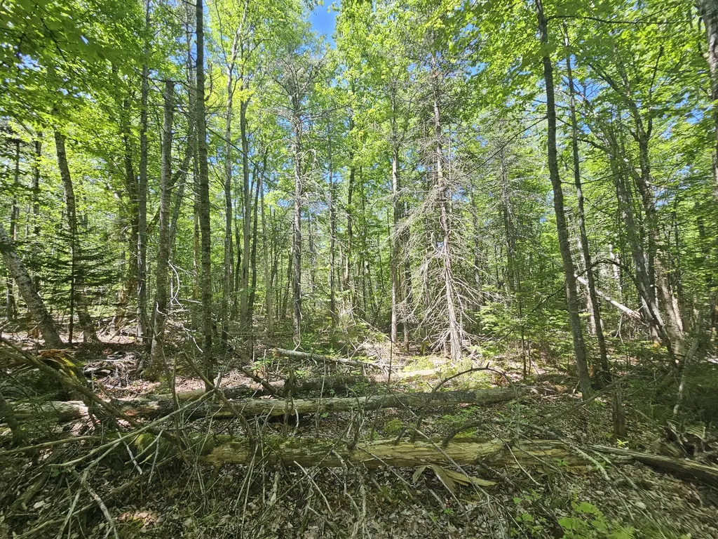 Lot 1 Martins Ridge Road Franklin ME 04634