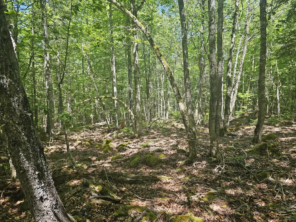 Lot 1 Martins Ridge Road Franklin ME 04634