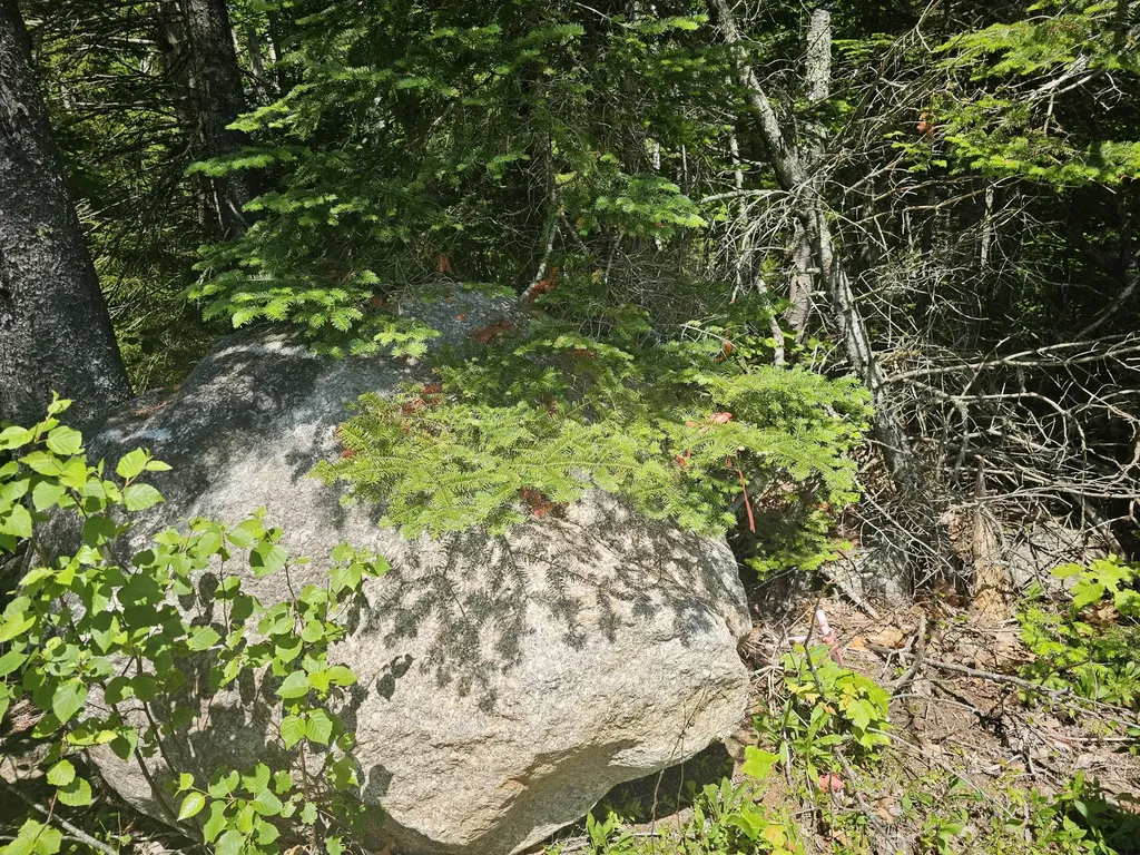 Lot 1 Martins Ridge Road Franklin ME 04634