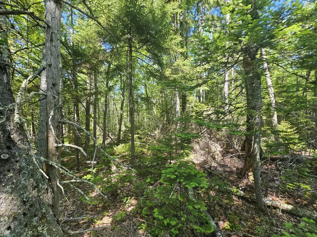 Lot 1 Martins Ridge Road Franklin ME 04634