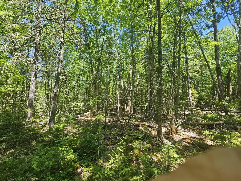Lot 1 Martins Ridge Road Franklin ME 04634