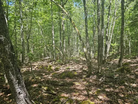 Lot 1 Martins Ridge Road Franklin ME 04634