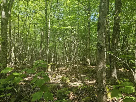 Lot 1 Martins Ridge Road Franklin ME 04634