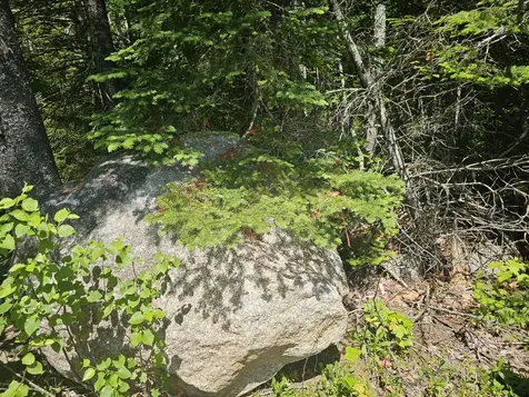 Lot 1 Martins Ridge Road Franklin ME 04634