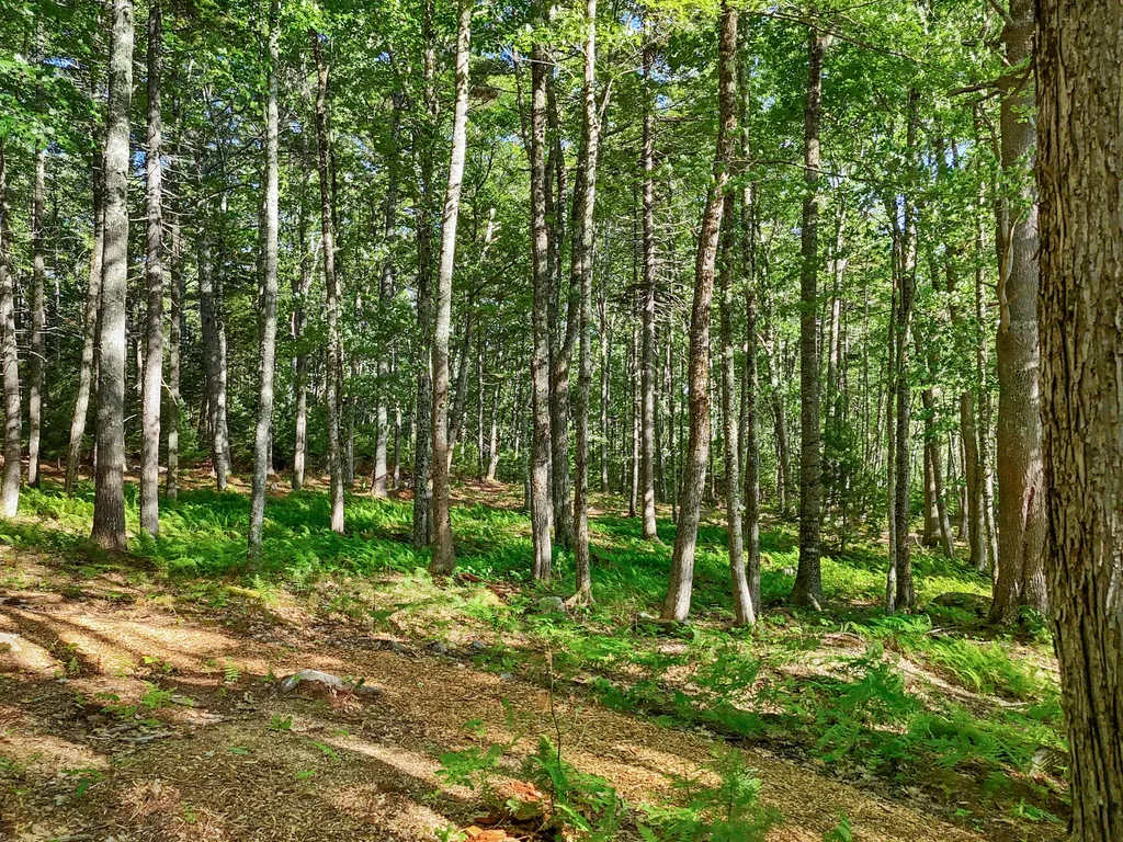 Part Of Map 26 Lot 46 & 48 Mullins Bog Road Lincolnville ME 04849